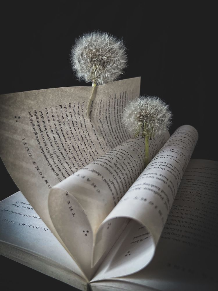 «Одуванчики»