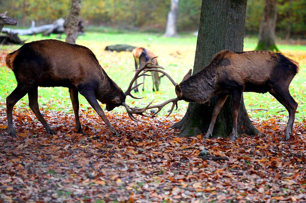 Photograph by mehdi karimi souderjani