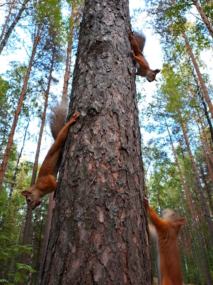 Трио на сосне