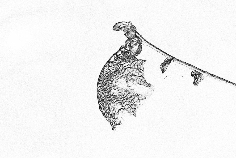 Photograph by Игорь Пшеничников