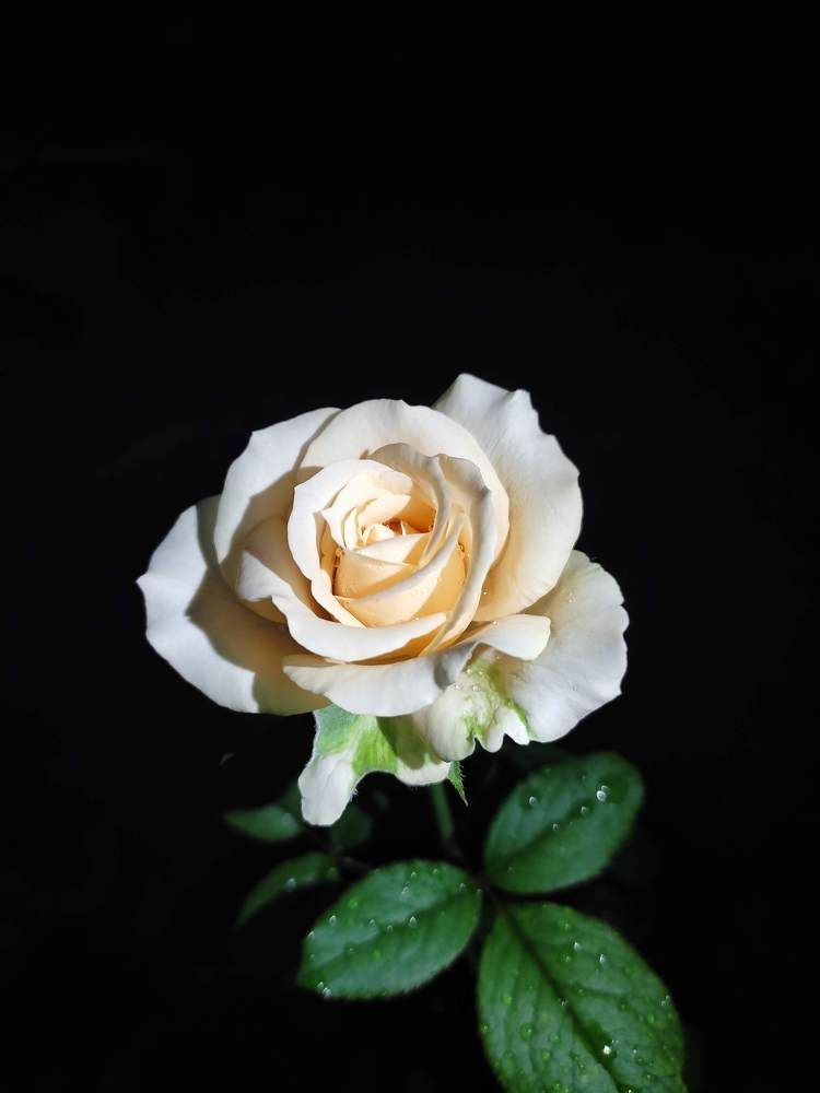 White rose