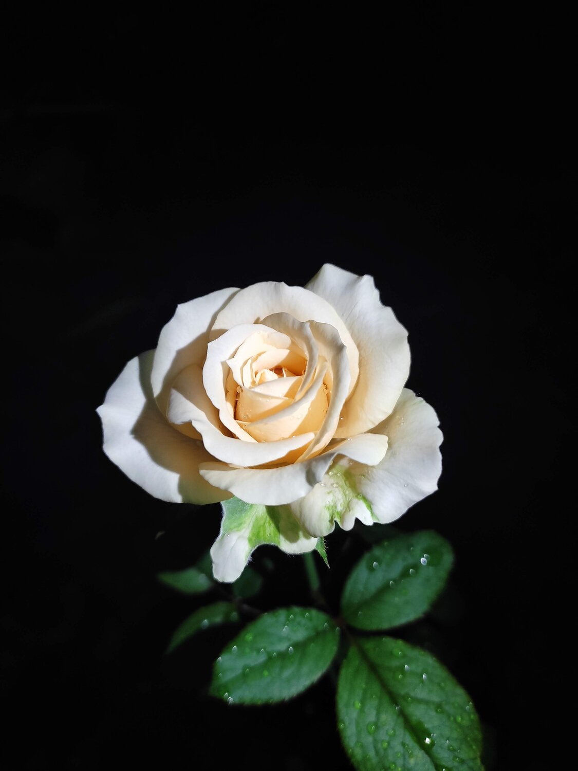 White rose