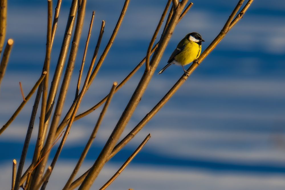Photograph by Александр Шуршиков