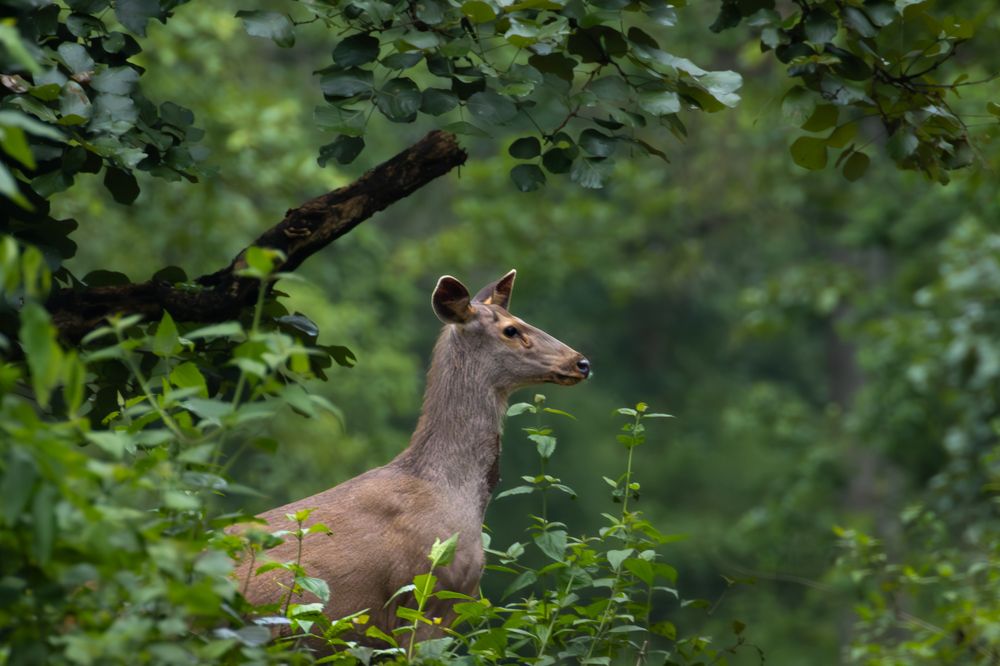 Photograph by Nijas Mohamed