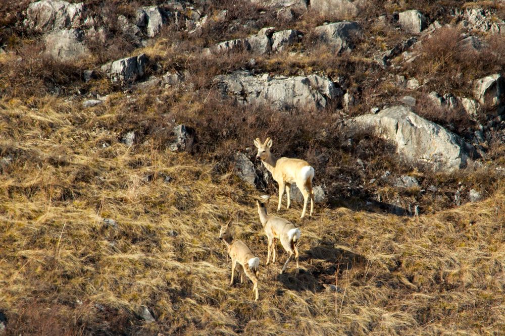 Сибирские косули