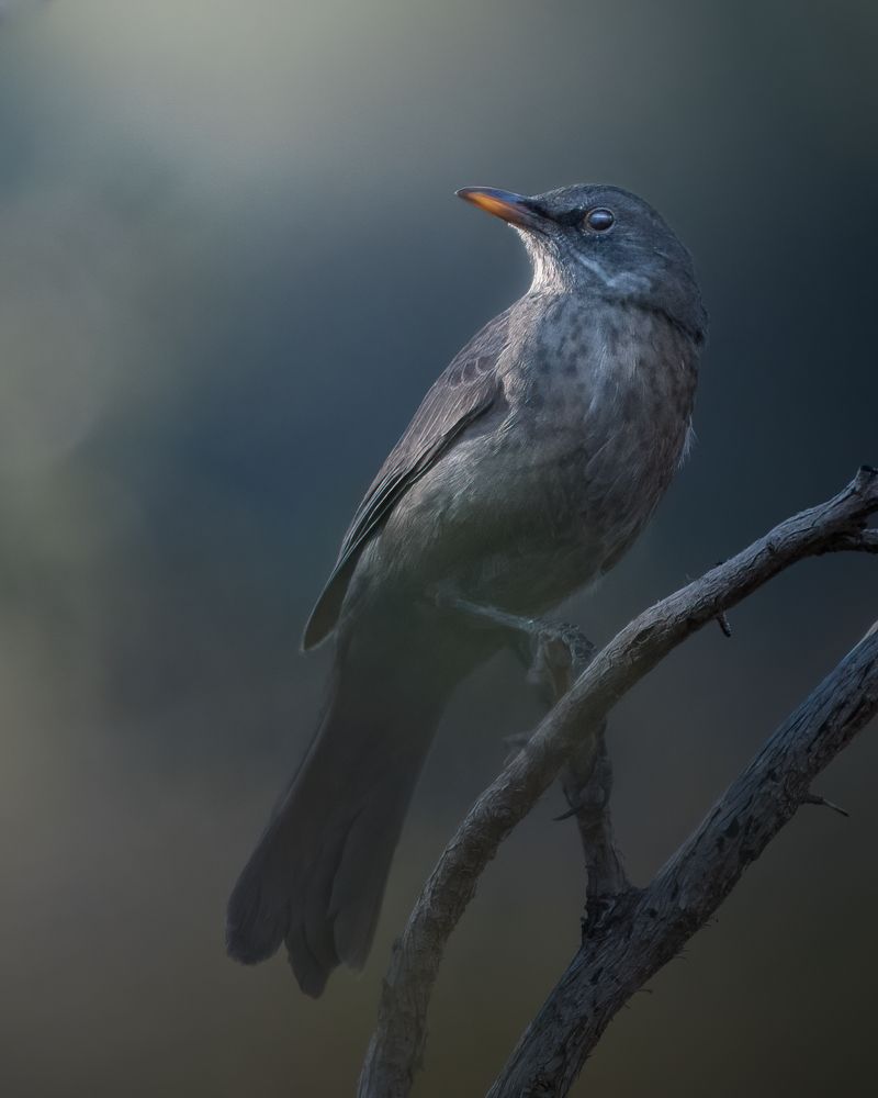 Photograph by Mohamed Haddad