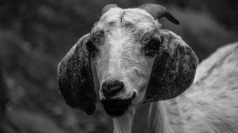 Photograph by Daler Ishankulov