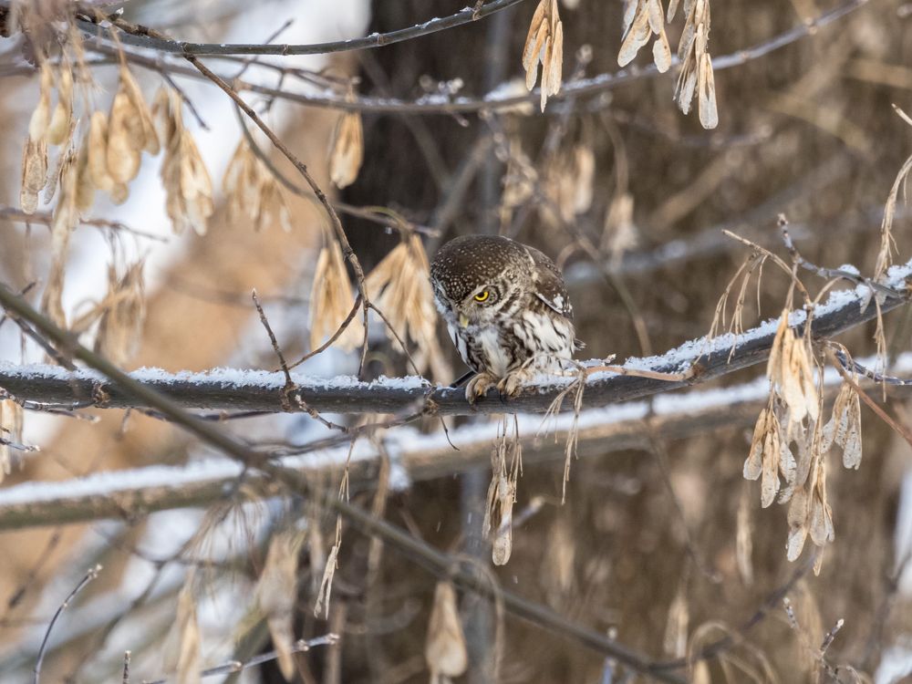 Удачная охота