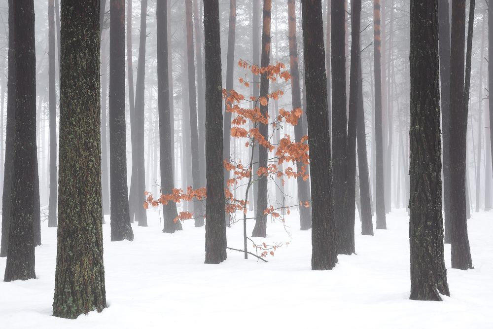 В зимнем лесу