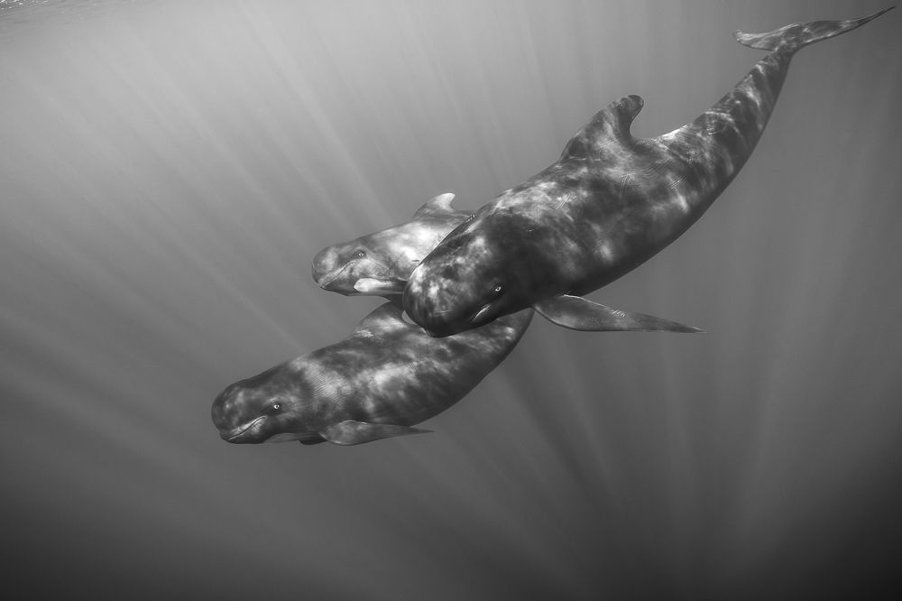Photograph by Sebastien Ferraz