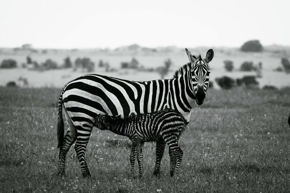 Photograph by Popiyakova Natalia