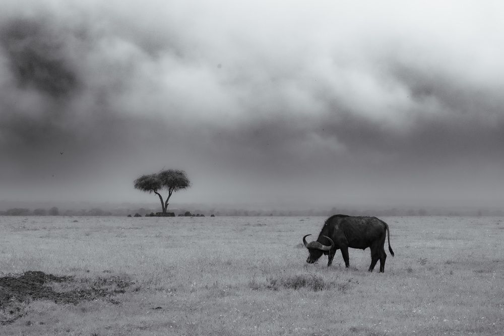 Photograph by Popiyakova Natalia