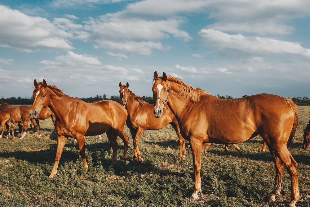 Фотография автора Вероника Гергерт