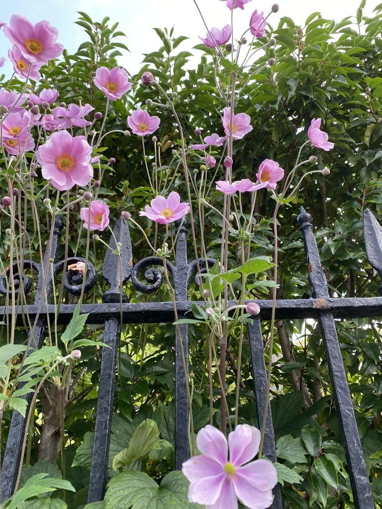 Photograph by Zora Lilia