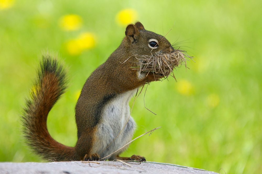 Фотография автора Анатолий