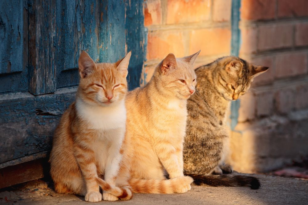 Три кота - три хвоста