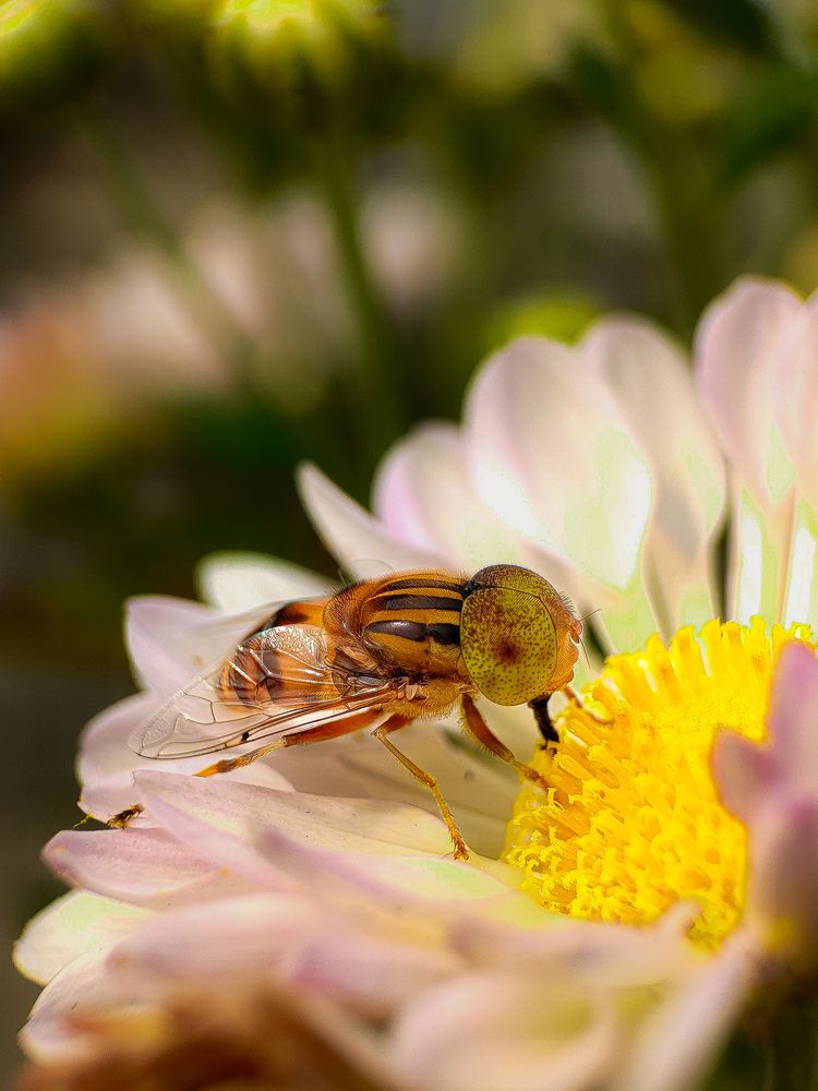 Photograph by Subham bidhar