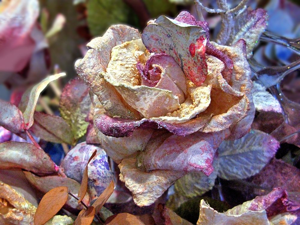 Кремовая роза