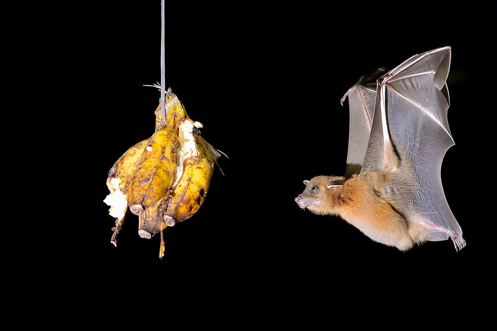 Фотография автора Pranab Kumar das