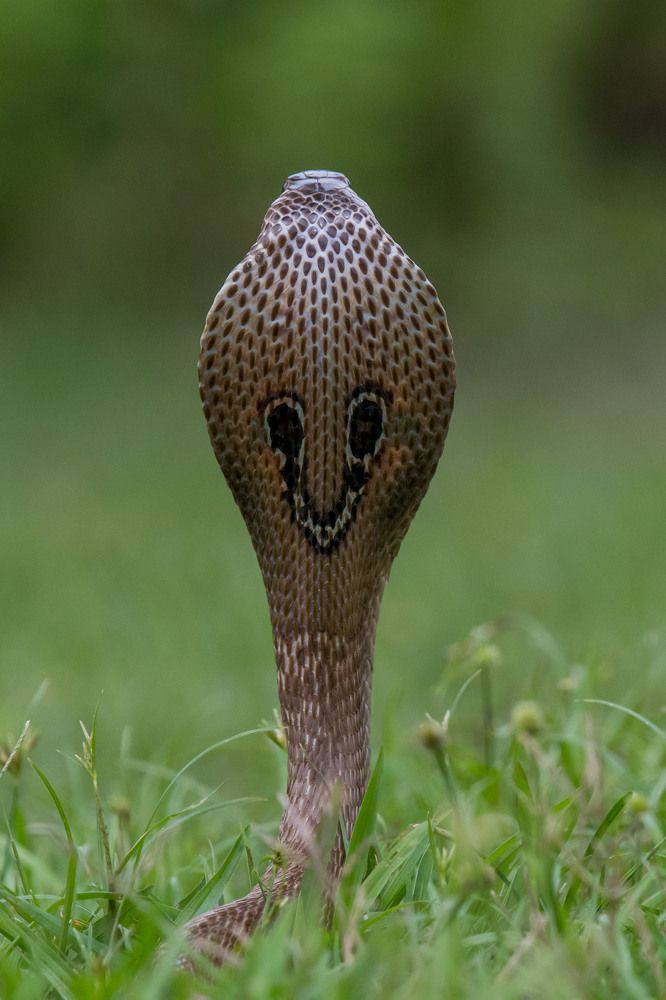 Фотография автора Pranab Kumar das