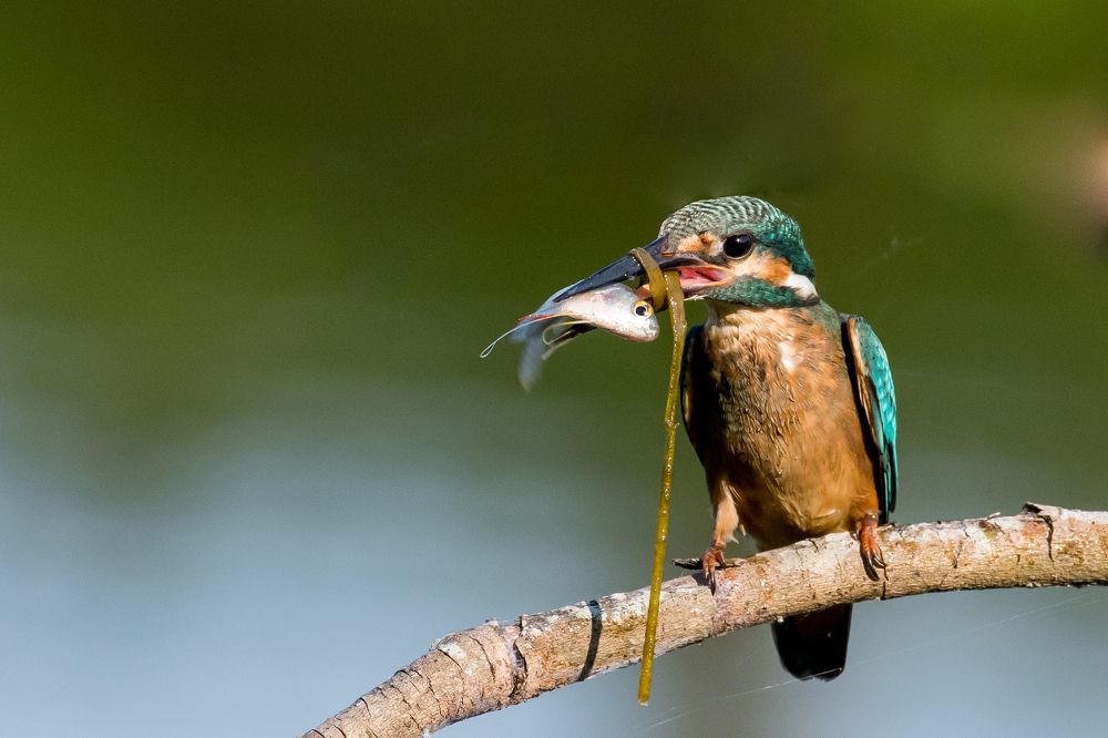 Фотография автора Pranab Kumar das