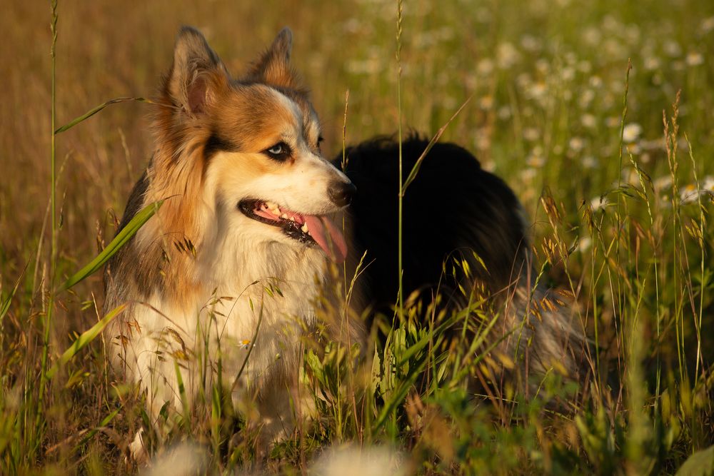 Photograph by Раиса Иванова