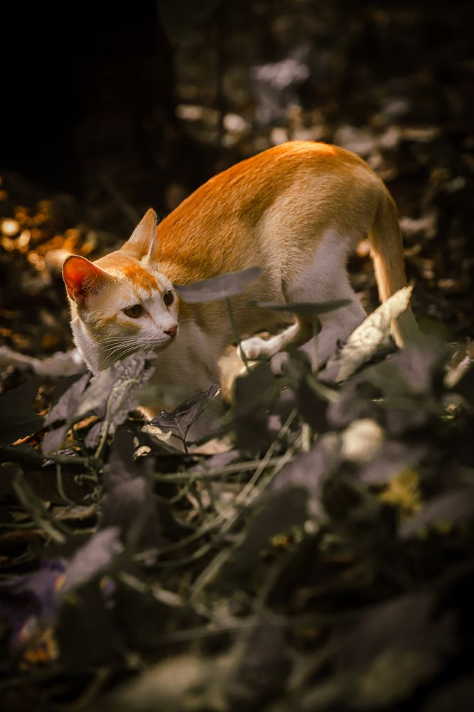 Curious Cat Walk Alone in Forest