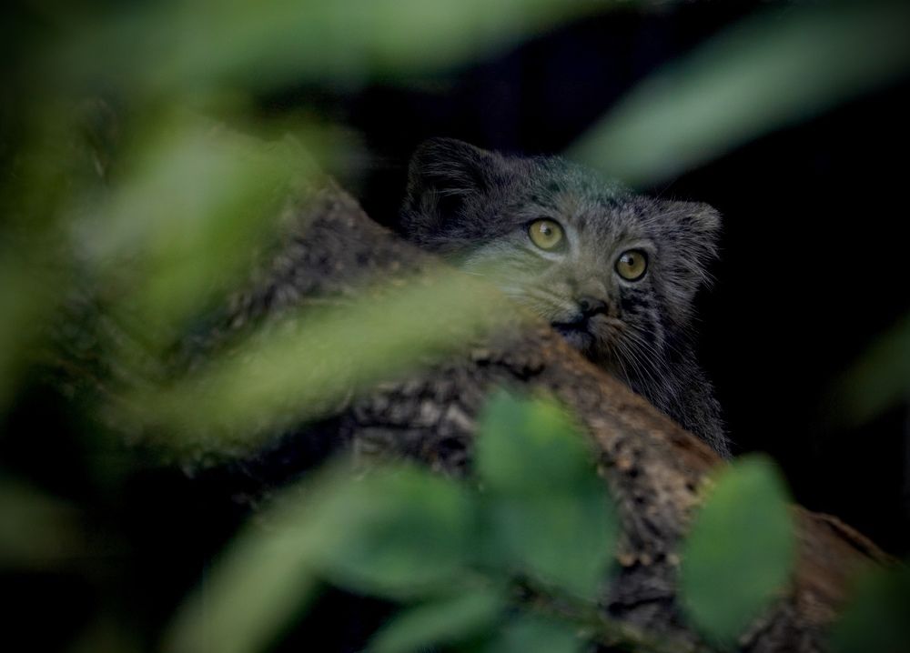 Фотография автора Владимир Хащанский