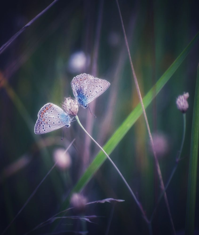 Photograph by Елена Василева