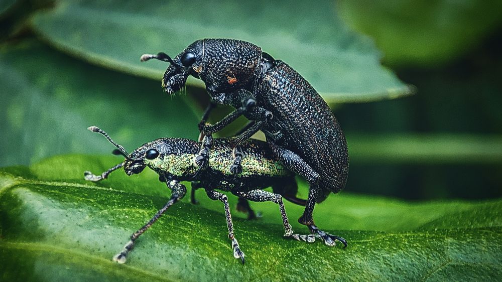 Photograph by SANDIP BANERJEE