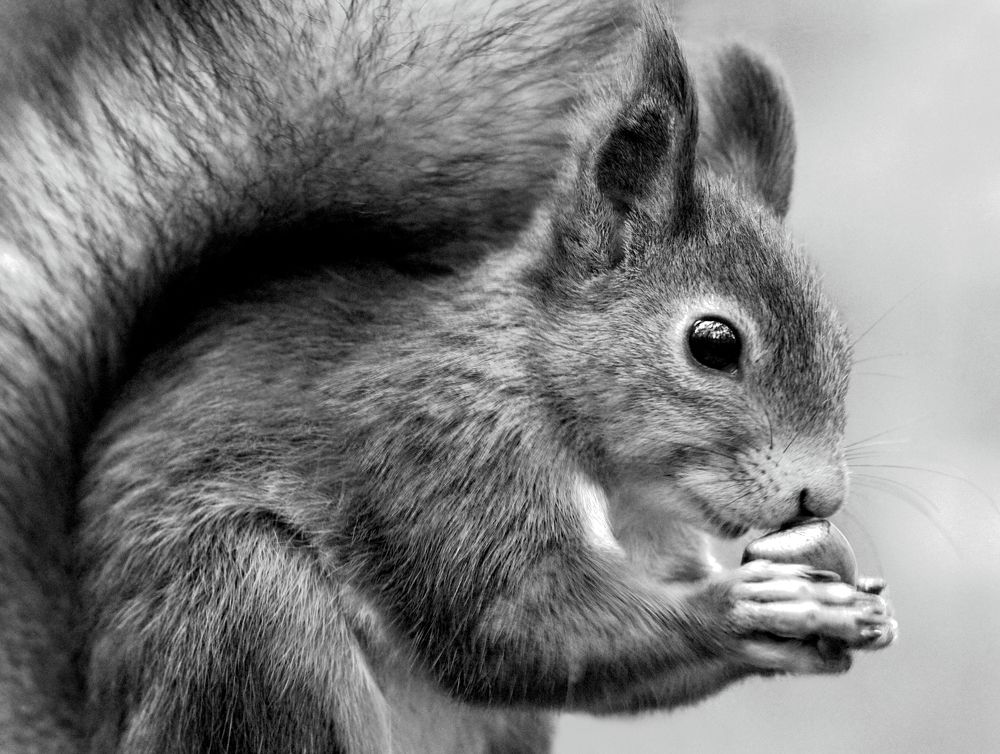 Белка с орешком
