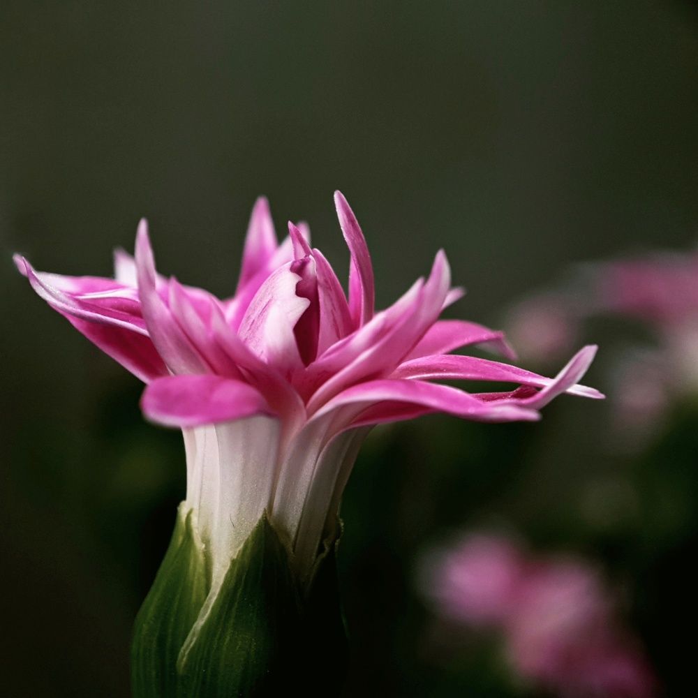 Photograph by NGUYEN LIEN