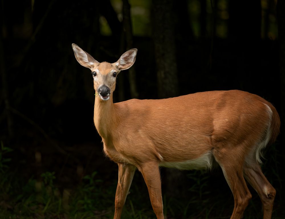 Фотография автора Liyan Dai
