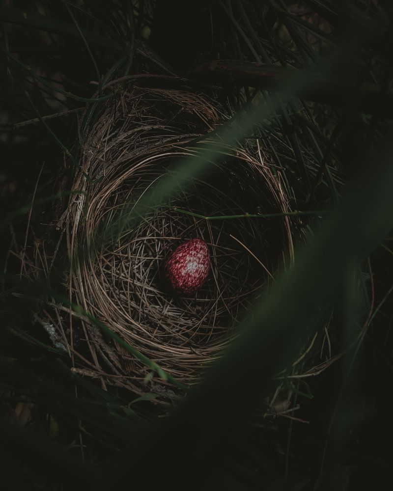 Photograph by MUHAMMED SALIF KV