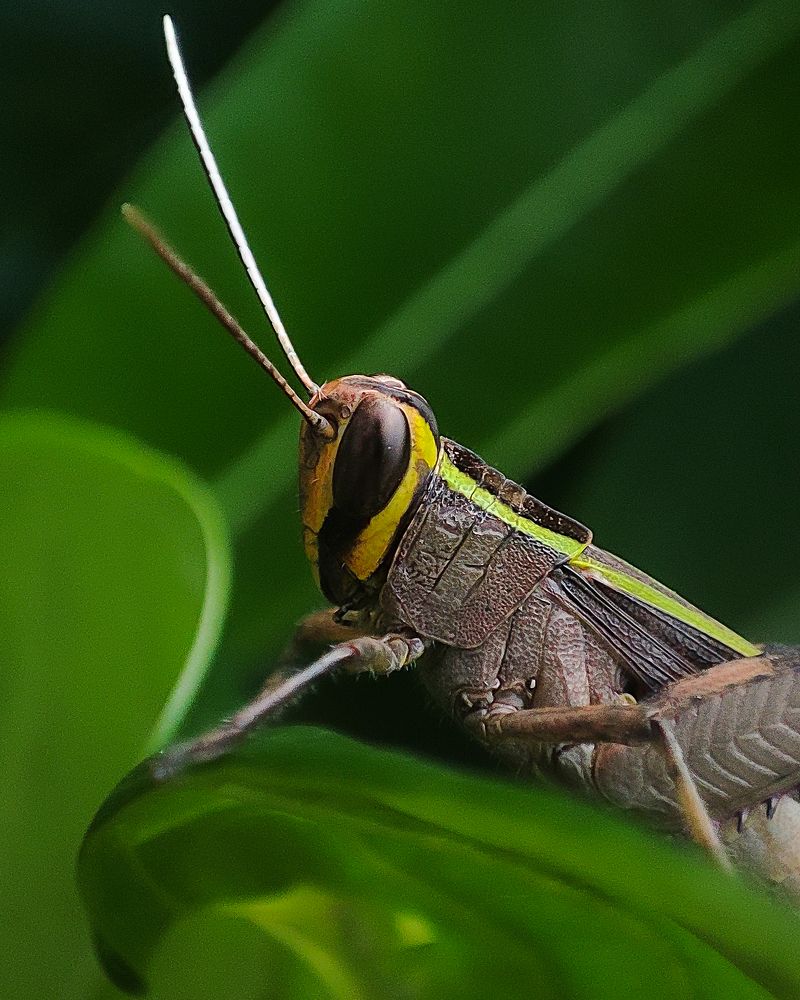 Photograph by Sayanth Sudheesh