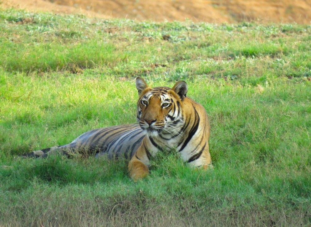 Tigress resting in the shade