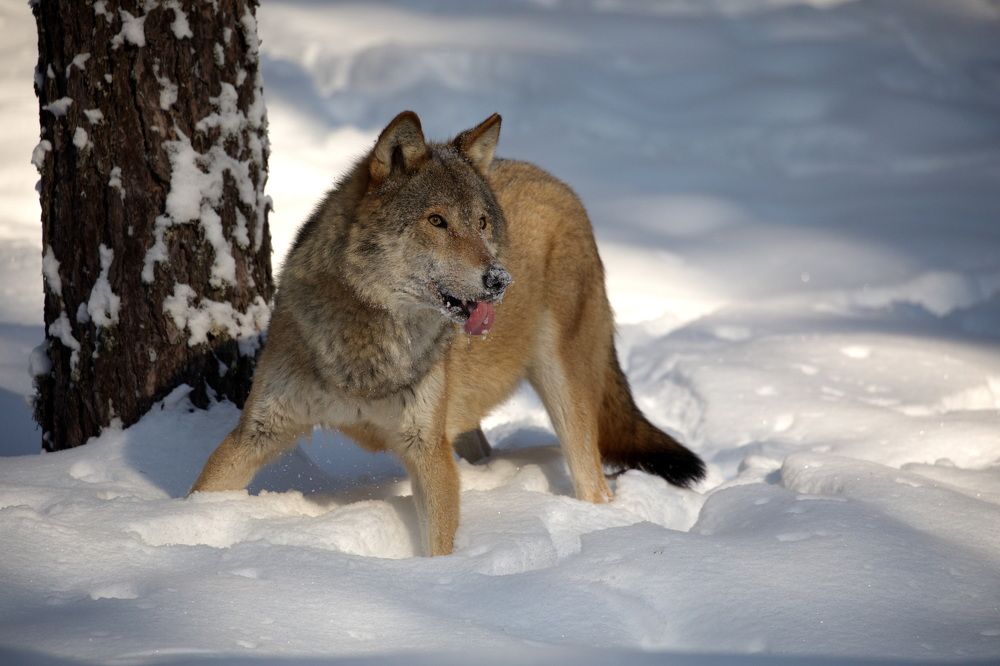 Фотография автора Aricha