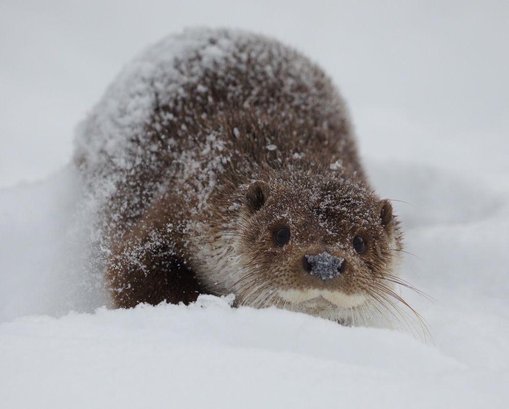 Photograph by Aricha