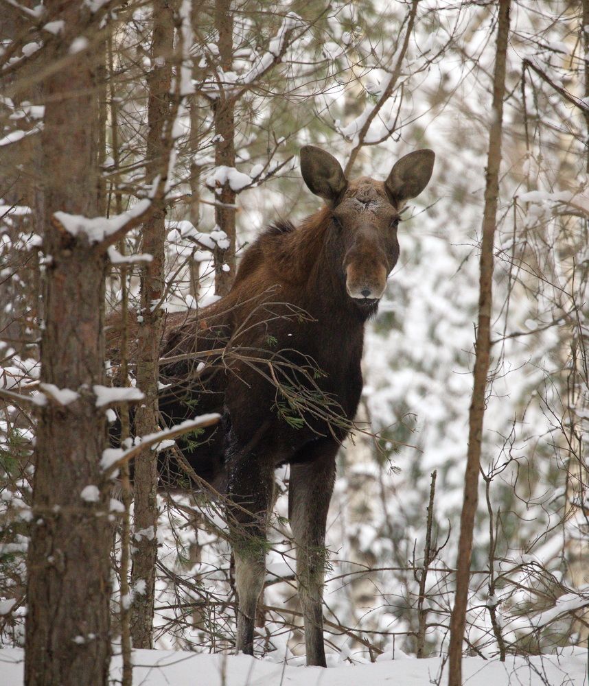 Фотография автора Aricha