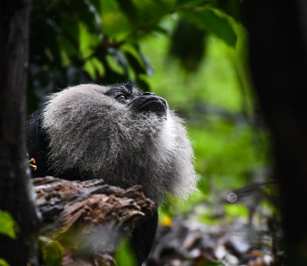 Photograph by Dhayanand