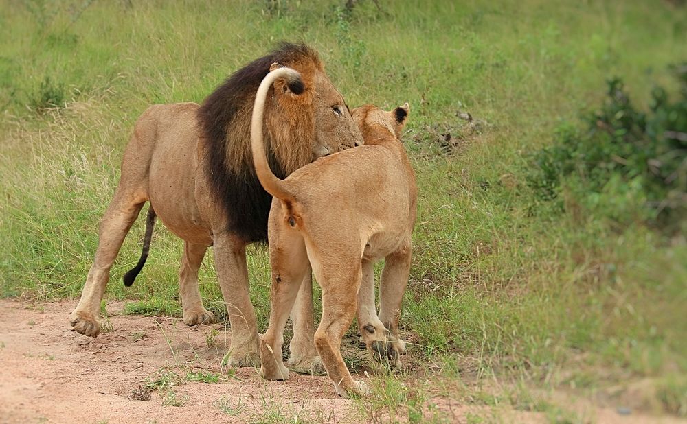 Mating Lions