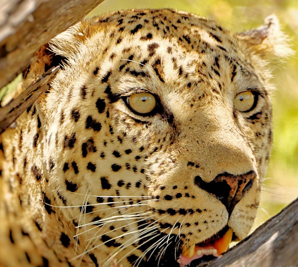 Photograph by Jacques Nel