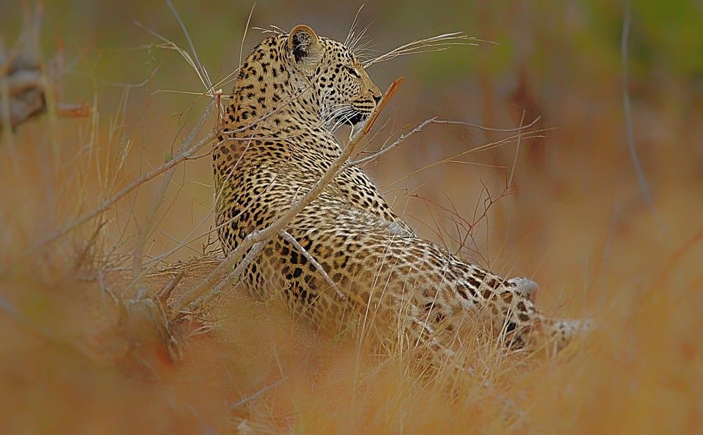 Photograph by Jacques Nel