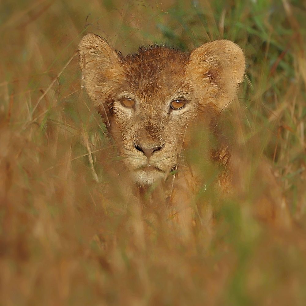 Photograph by Jacques Nel