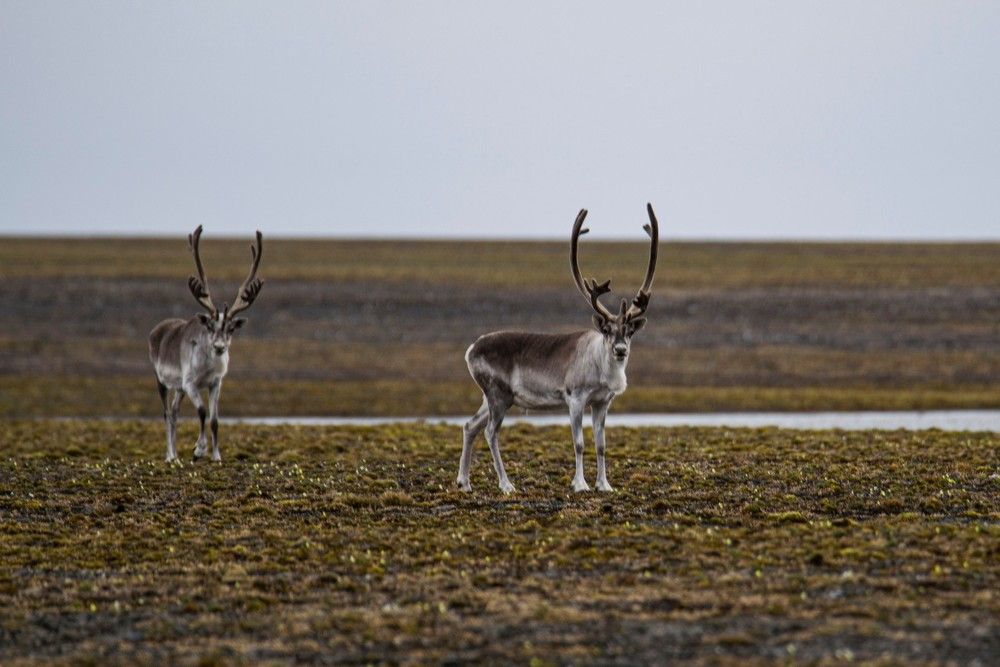 Photograph by Алексей Логинов
