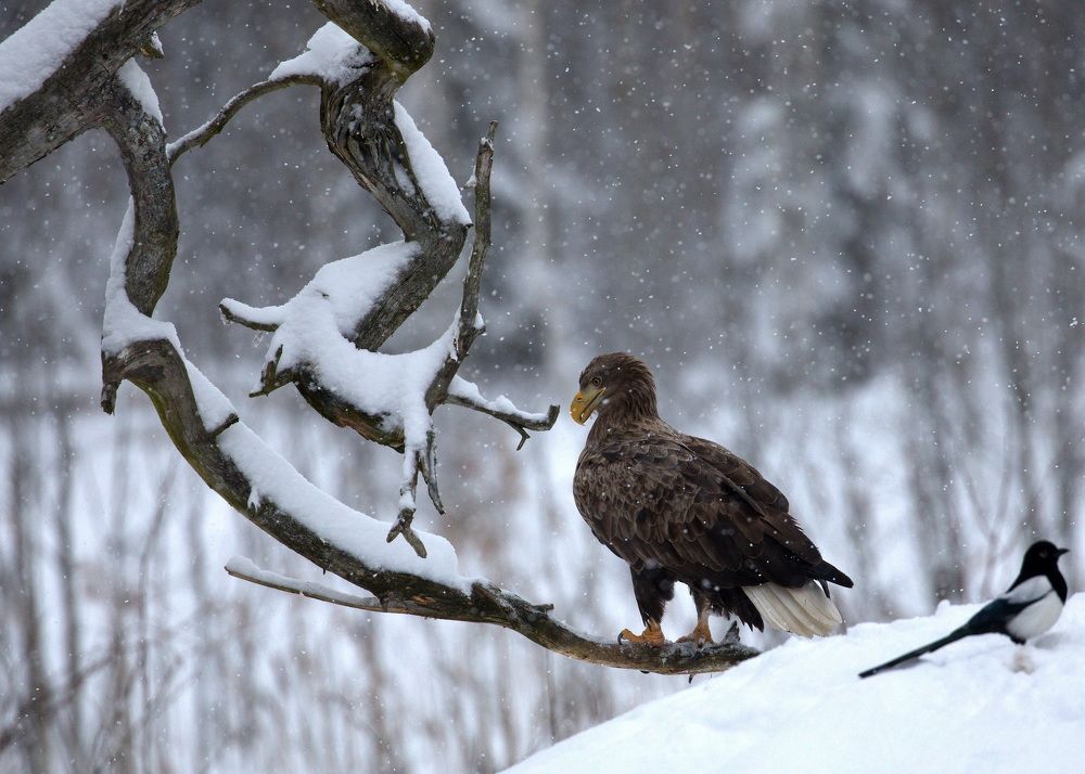 Фотография автора Aricha