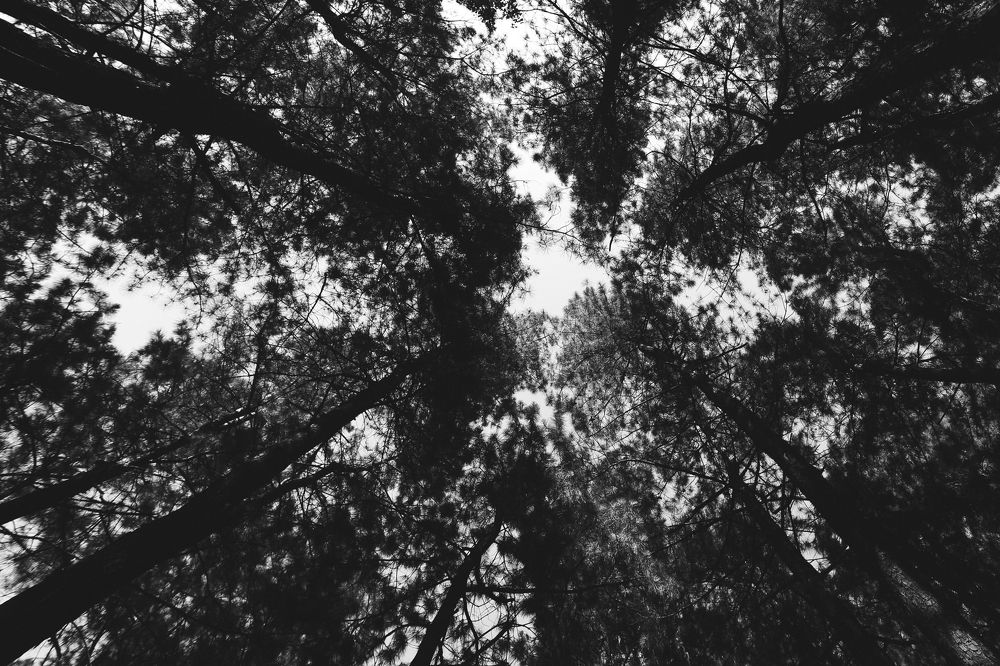 Trees talk directly to God