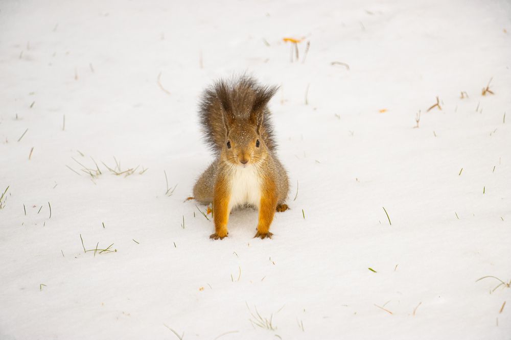 Photograph by Константин Семенюк