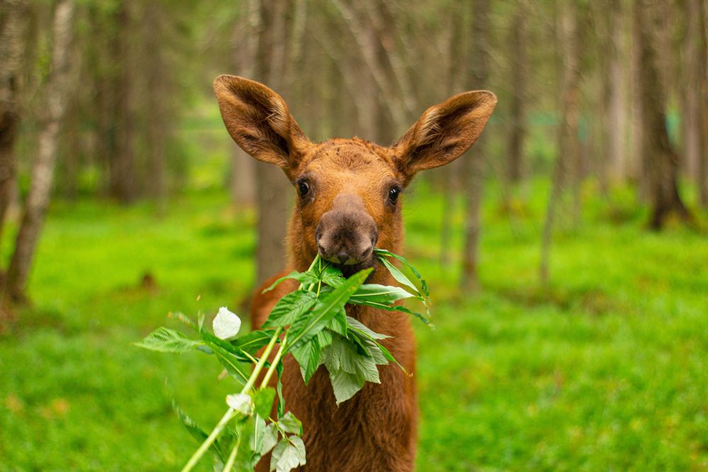 Photograph by Константин Семенюк
