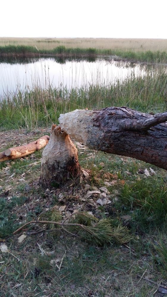 Photograph by Rein Mändaru